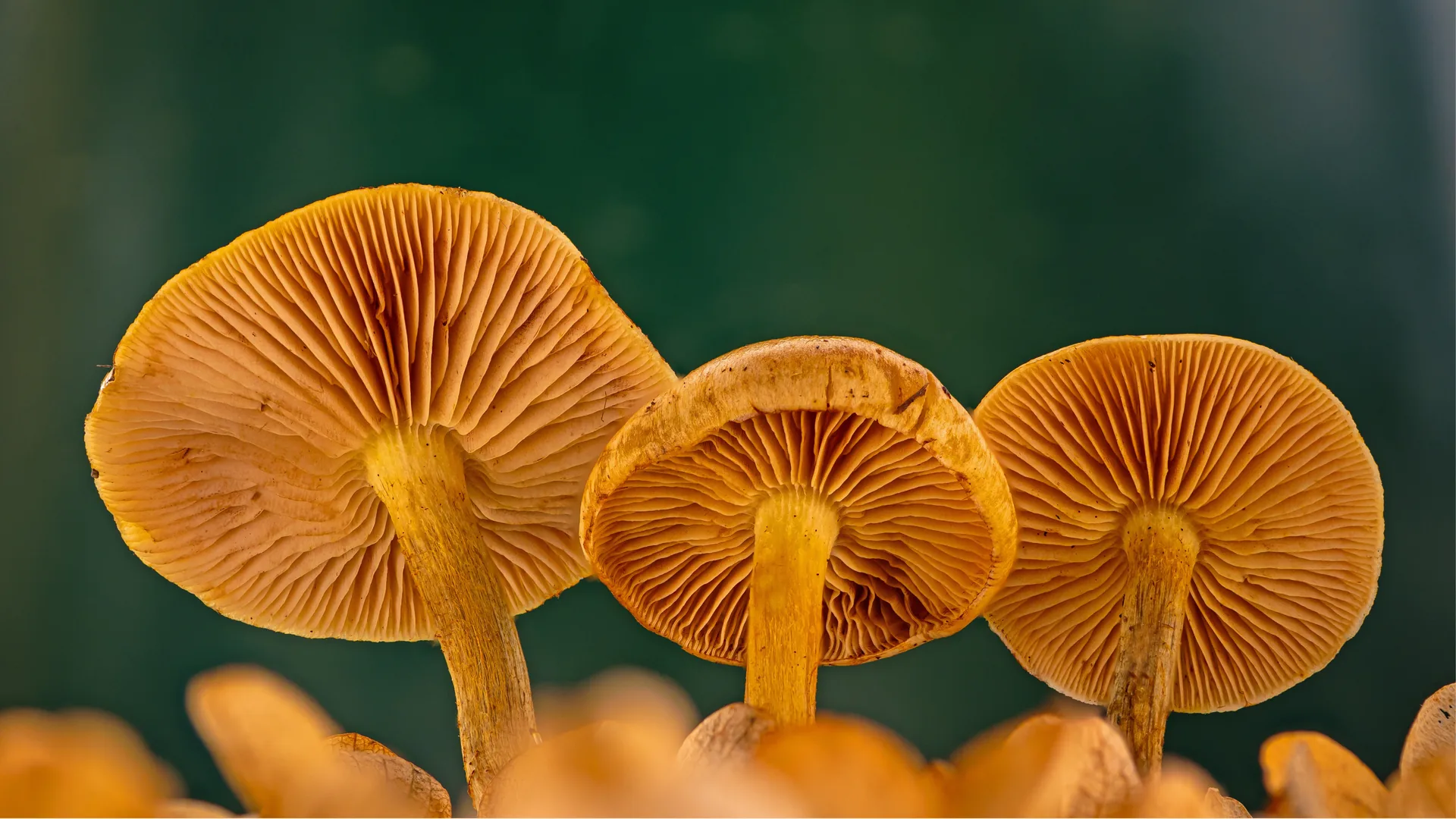 Hongo Psilocybe