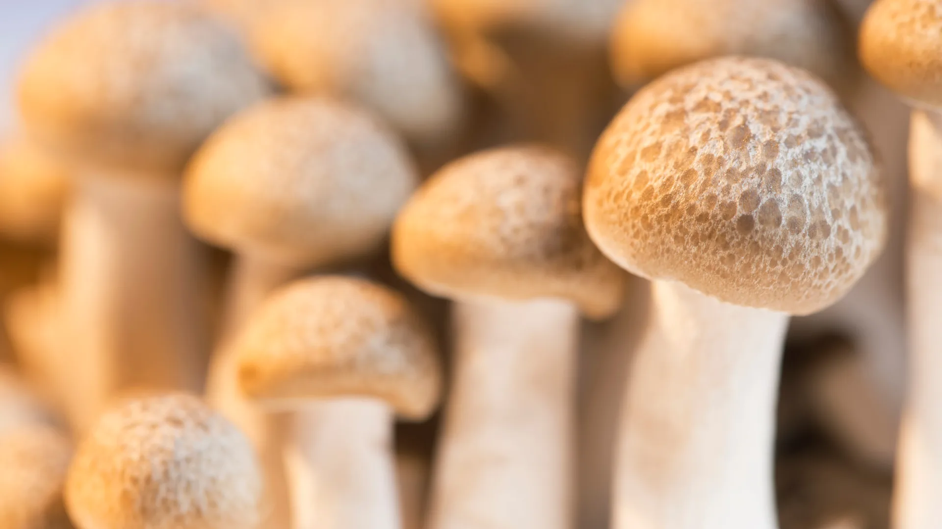 Cultivo de hongos