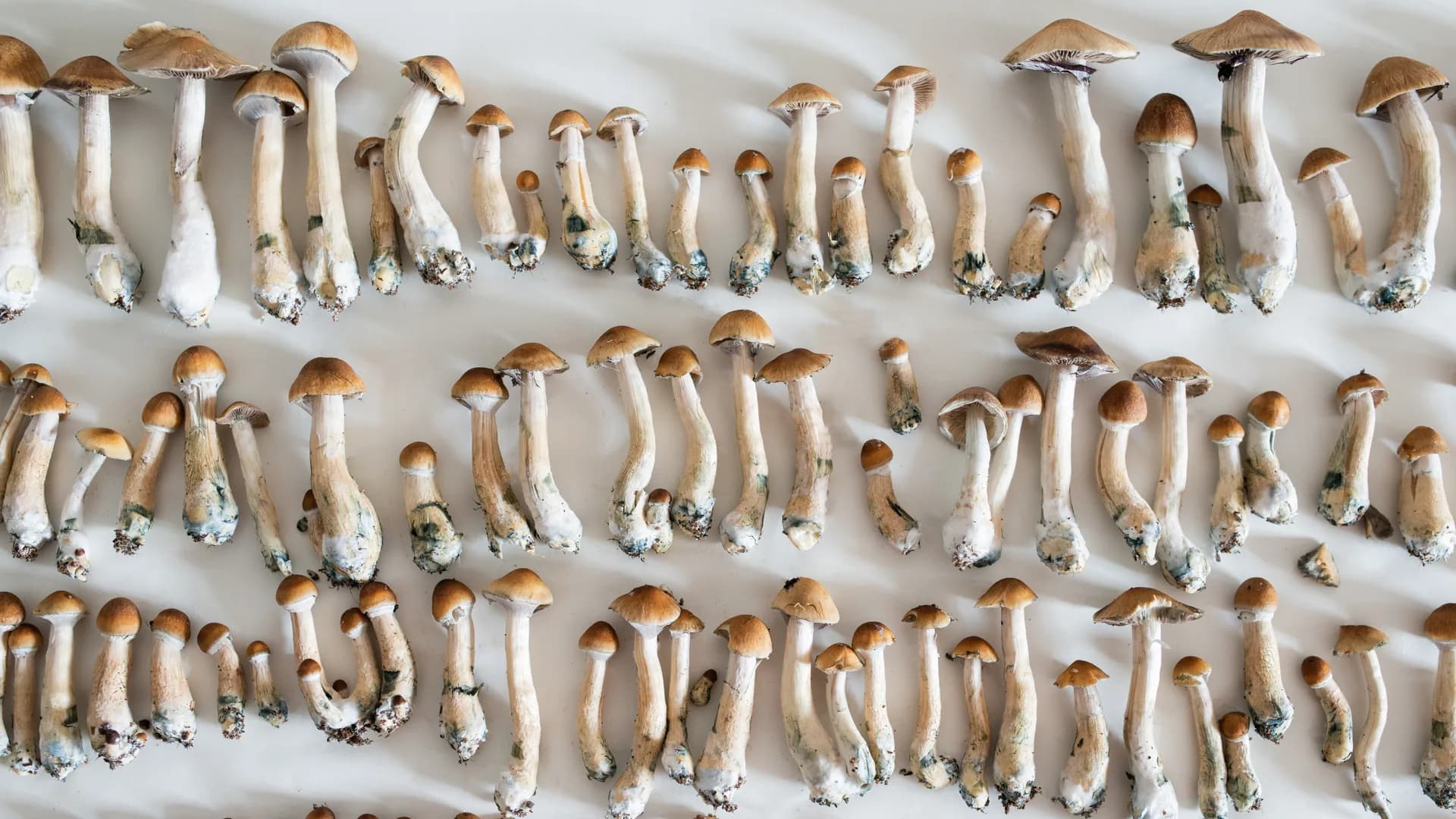 Comunidad Fungi