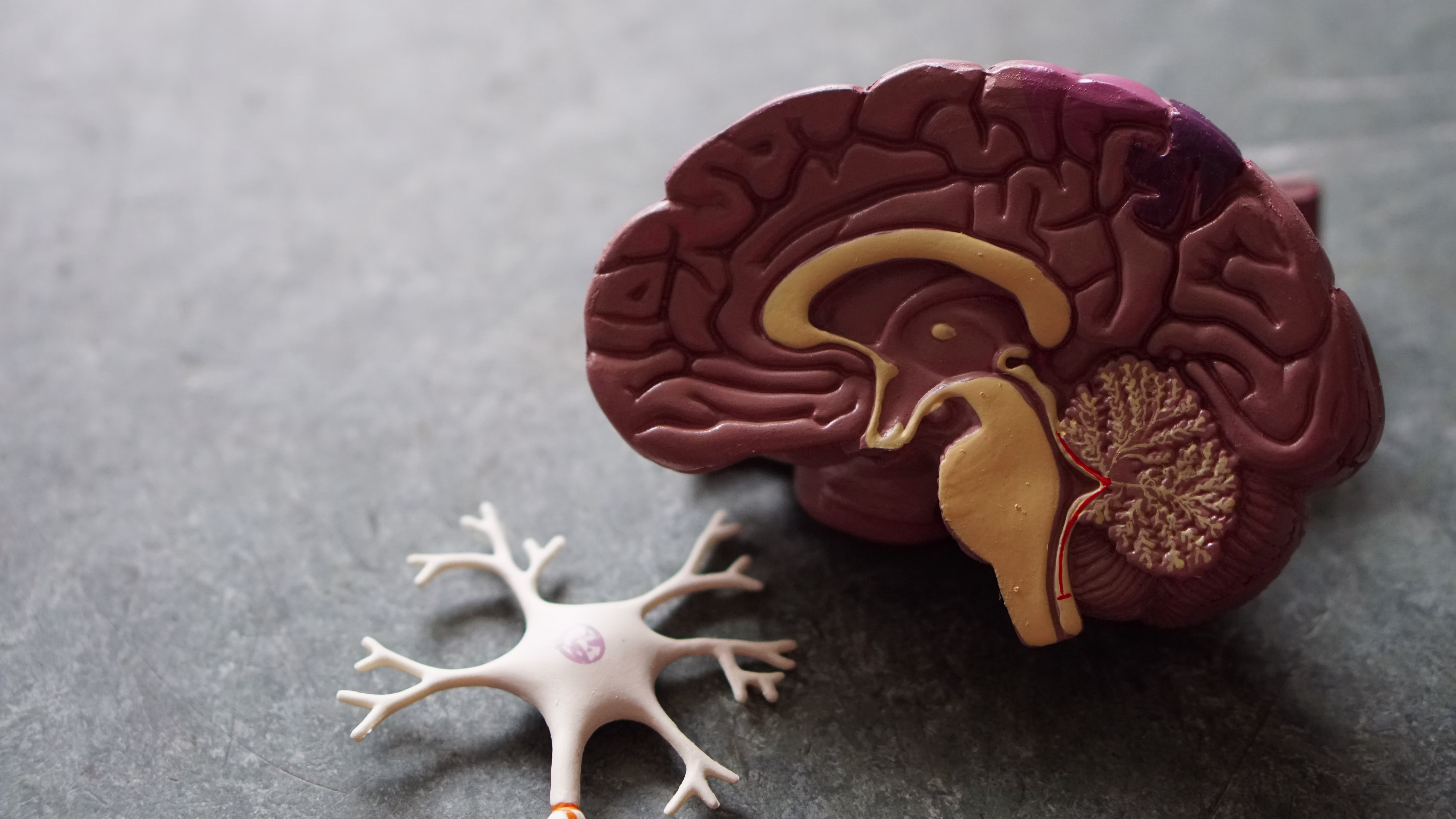¿Cómo viaja la Psilocibina por tu mente? El mapa cerebral más grande de la historia revela sus secretos
