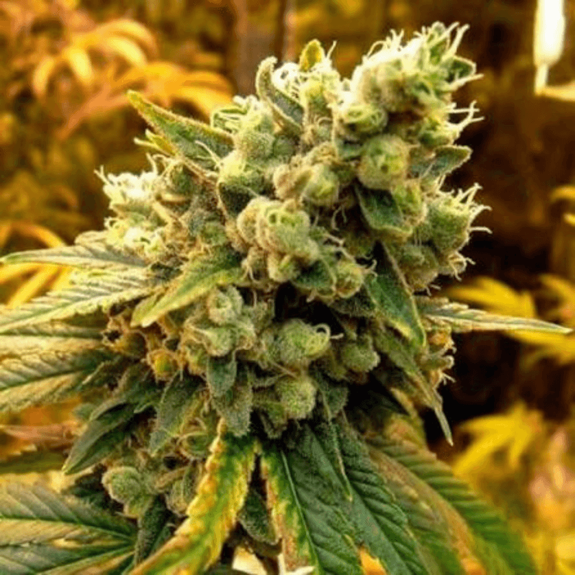Flor Cannabis - Souer Diesel Fem