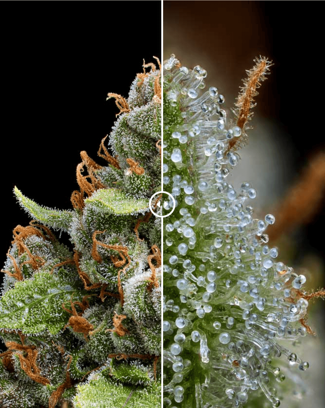 Flor Cannabis - Lee Scratch Perry
