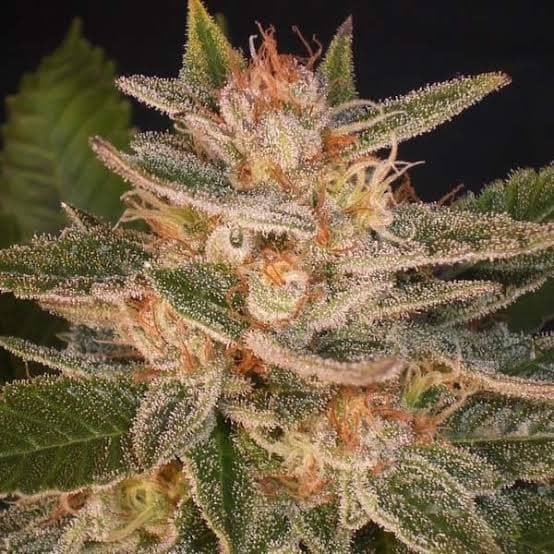 Flor Cannabis - Delicious Candy Outdoor Premium